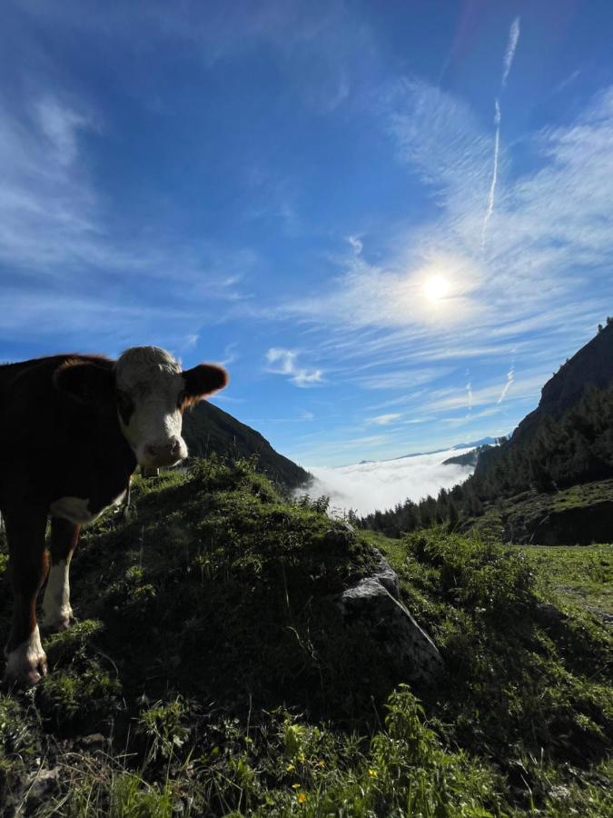 Farm stay Schneiderhof *